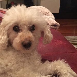 Meet your Posher, Susan